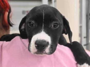 Pit Bull Terrier Dogs Available for Adoption in Portland, Oregon - Moo | PetCurious