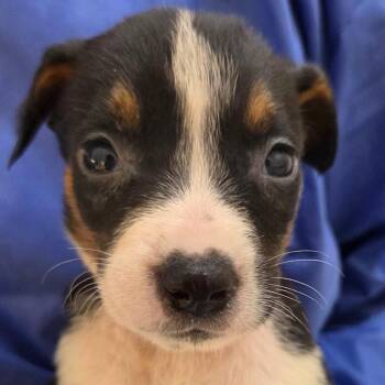 Mixed Breed Dogs Available for Adoption in Auburn, Alabama - Marina | PetCurious