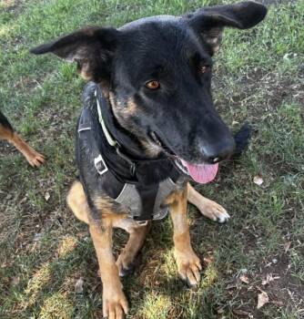 Fleur -  German Shepherd Dog Dog for Adoption in Davis, California - Fleur | PetCurious