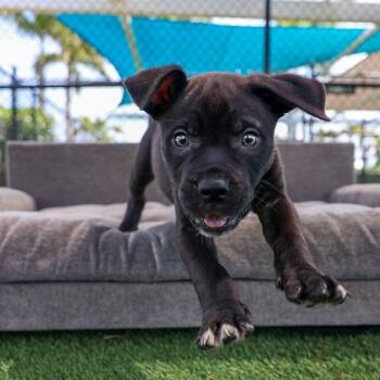 Mixed Breed Dogs Available for Adoption in Bradenton, Florida - Vader | PetCurious