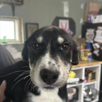 Terrier Dogs Available for Adoption in Niagara Falls, Ontario - Boots (20260421-03) | PetCurious