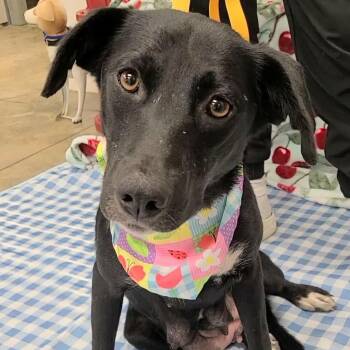 MeMe -  Black Labrador Retriever Dog for Adoption in Woolwich, Maine - MeMe | PetCurious