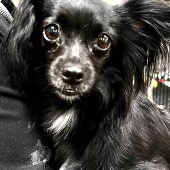 Trinity -  Papillon Dog for Adoption in Larkfield-wikiup, California - Trinity | PetCurious