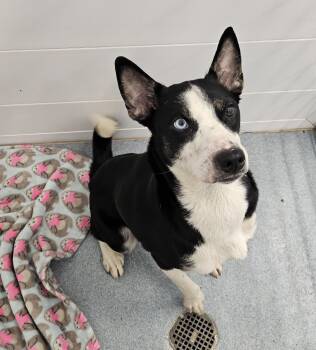 Rescue Australian Terrier Dogs for Adoption in Portland, Indiana - Morgan | PetCurious