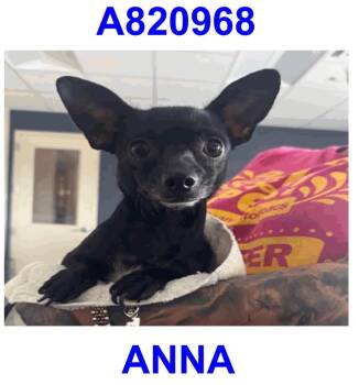 Ana -  Chihuahua and Jack Russell Terrier Dog for Adoption in Boston, Massachusetts - Ana | PetCurious