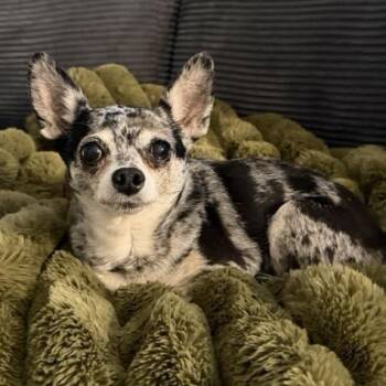 Chihuahua Dogs Available for Adoption - Izzy Mae | PetCurious