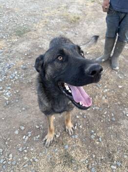 Rescue Belgian Shepherd Malinois Dogs for Adoption - RANGER | PetCurious