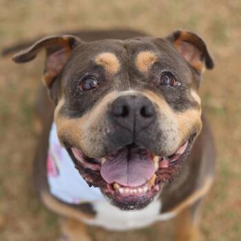 JON JON -  American Bulldog Dog for Adoption in San Antonio, Texas - JON JON | PetCurious