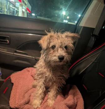 Terrier Dogs Available for Adoption in Grafton, Wisconsin - FOSTER ME - Usher | PetCurious