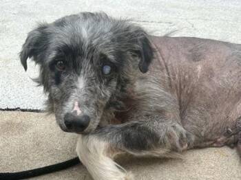 Mixed Breed Dogs Available for Adoption in Georgetown, Texas - Franklin | PetCurious