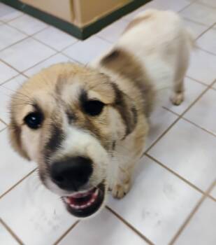 KODIE -  Great Pyrenees Dog for Adoption in Saint Jo, Texas - KODIE | PetCurious