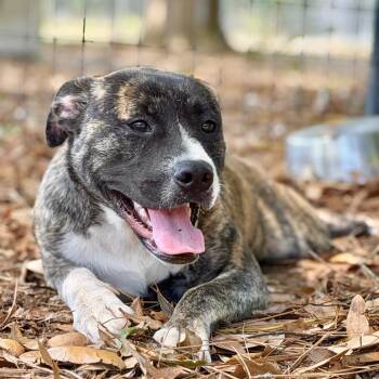 Mixed Breed Dogs Available for Adoption in Milton, Florida - Athena | PetCurious
