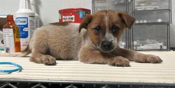 Milo - URGENT -  Australian Cattle Dog Blue Heeler Dog for Adoption in Thousand Oaks, California - Milo - URGENT | PetCurious