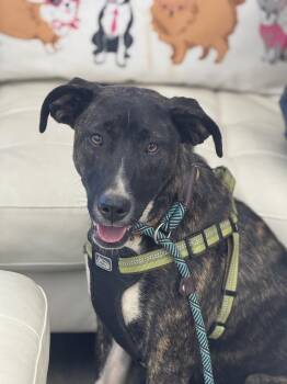 Izzy -  Border Collie Dog for Adoption in Sonora, California - Izzy | PetCurious
