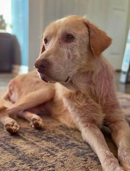 Echo -  Labrador Retriever Dog for Adoption in Raleigh, North Carolina - Echo | PetCurious
