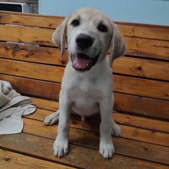 P46375 -  Shepherd and Mixed Breed Dog for Adoption in Corsicana, Texas - P46375 | PetCurious