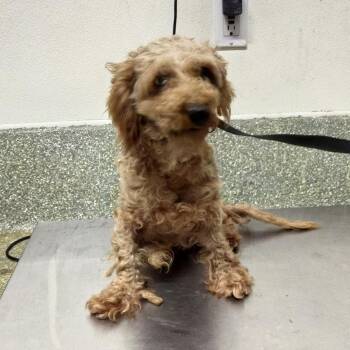 Gramps* -  Poodle Dog for Adoption in San Gabriel, California - Gramps* | PetCurious