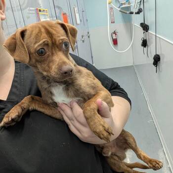 Chihuahua Dogs Available for Adoption - ADAM | PetCurious