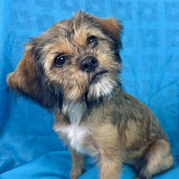 Mila -  Terrier and Shih Tzu Dog for Adoption in Hondo, Texas - Mila | PetCurious