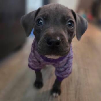 Pit Bull Terrier and Mixed Breed Dogs Available for Adoption - Cardamom | PetCurious