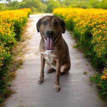 Shepherd Dogs Available for Adoption in Ashville, Ohio - Vera | PetCurious