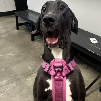 Great Dane Dogs Available for Adoption - Ruth (Rufus) | PetCurious