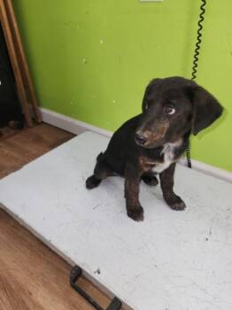 Australian Shepherd Dogs Available for Adoption - Trace | PetCurious