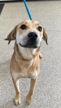Hound and Mixed Breed Dogs Available for Adoption - Penny | PetCurious