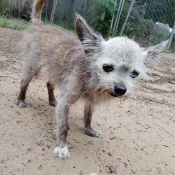Rocky -  Cairn Terrier Dog for Adoption in Freeport, Florida - Rocky | PetCurious
