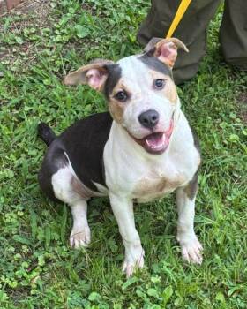 Taki -  Pit Bull Terrier and Mixed Breed Dog for Adoption in Jackson, Tennessee - Taki | PetCurious