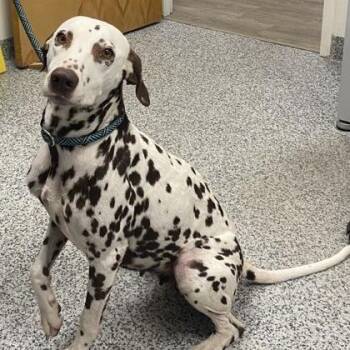 Dotty -  Dalmatian and Mixed Breed Dog for Adoption in East Hanover, New Jersey - Dotty | PetCurious