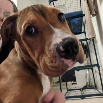 Sentry -  Pit Bull Terrier Dog for Adoption in Martinez, California - Sentry | PetCurious