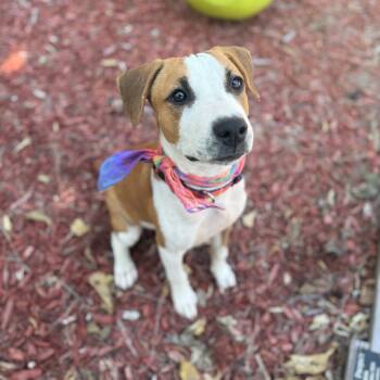 Rescue Plott Hound and Boxer Dogs for Adoption in San Antonio, Texas - Jessie | PetCurious