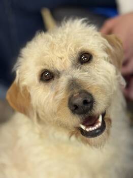 Goldendoodle Dogs Available for Adoption - Mandy | PetCurious