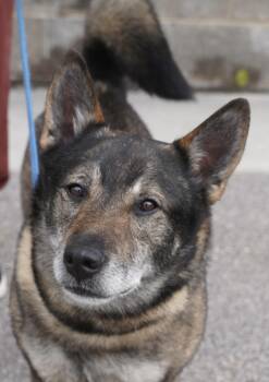Norwegian Elkhound Dogs Available for Adoption in Pottsville, Pennsylvania - Sarge  | PetCurious