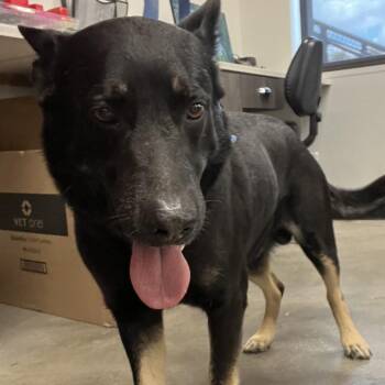 German Shepherd Dog Dogs Available for Adoption - Mack | PetCurious