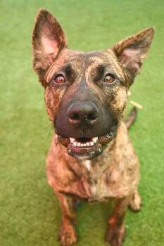 SELMA -  Pit Bull Terrier and Mixed Breed Dog for Adoption in Sacramento, California - SELMA | PetCurious