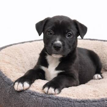Mixed Breed Dogs Available for Adoption - LILA | PetCurious