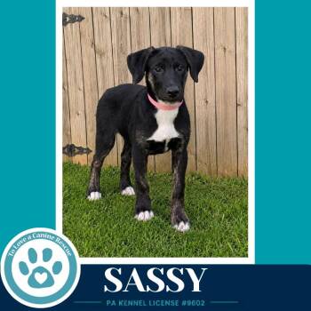Sassy (Boujee Babies) 082226 -  Labrador Retriever and Boxer Dog for Adoption in Kimberton, Pennsylvania - Sassy (Boujee Babies) 082226 | PetCurious