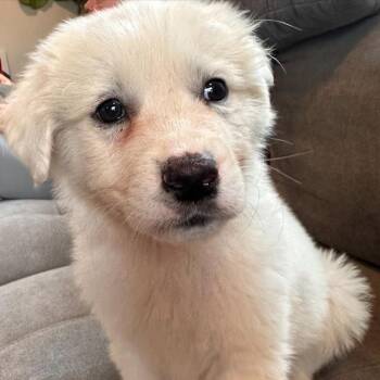 Great Pyrenees Dogs Available for Adoption in Ottawa Hills, Ohio - Nyx | PetCurious
