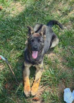 Sophie -  German Shepherd Dog Dog for Adoption in Thompson Falls, Montana - Sophie | PetCurious