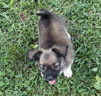 Kai -  Chiweenie Dog for Adoption - Kai | PetCurious