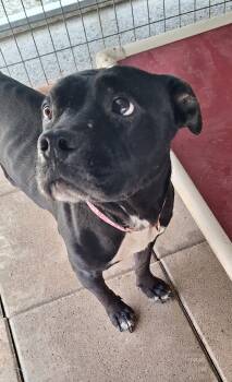 Rescue Terrier and Hound Dogs for Adoption in Stanton, Kentucky - Stella | PetCurious