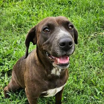 Star -  American Staffordshire Terrier and Australian Cattle Dog Blue Heeler Dog for Adoption in Warren, Rhode Island - Star | PetCurious