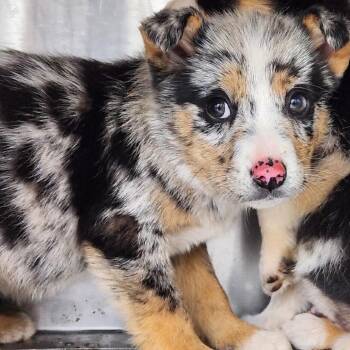 Shepherd and Terrier Dogs Available for Adoption - Linguine | PetCurious