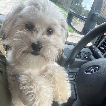 Rose-RN -  Shih Tzu and Mixed Breed Dog for Adoption in Lake Jackson, Texas - Rose-RN | PetCurious