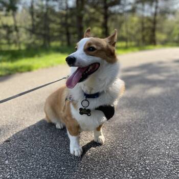 Rescue Corgi Dogs for Adoption in Lynchburg, Virginia - Jocko | PetCurious
