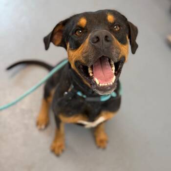 Wade -  Mixed Breed Dog for Adoption in Sarasota, Florida - Wade | PetCurious