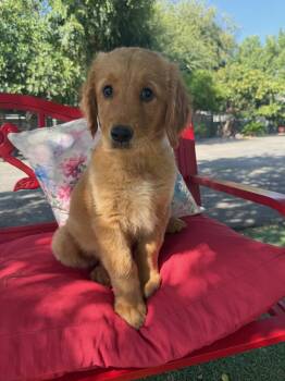 Gabriella -  Golden Retriever Dog for Adoption in Temecula, California - Gabriella | PetCurious
