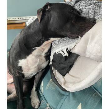 Cody Clegane -  Labrador Retriever and Pit Bull Terrier Dog for Adoption in Rochester, New York - Cody Clegane | PetCurious